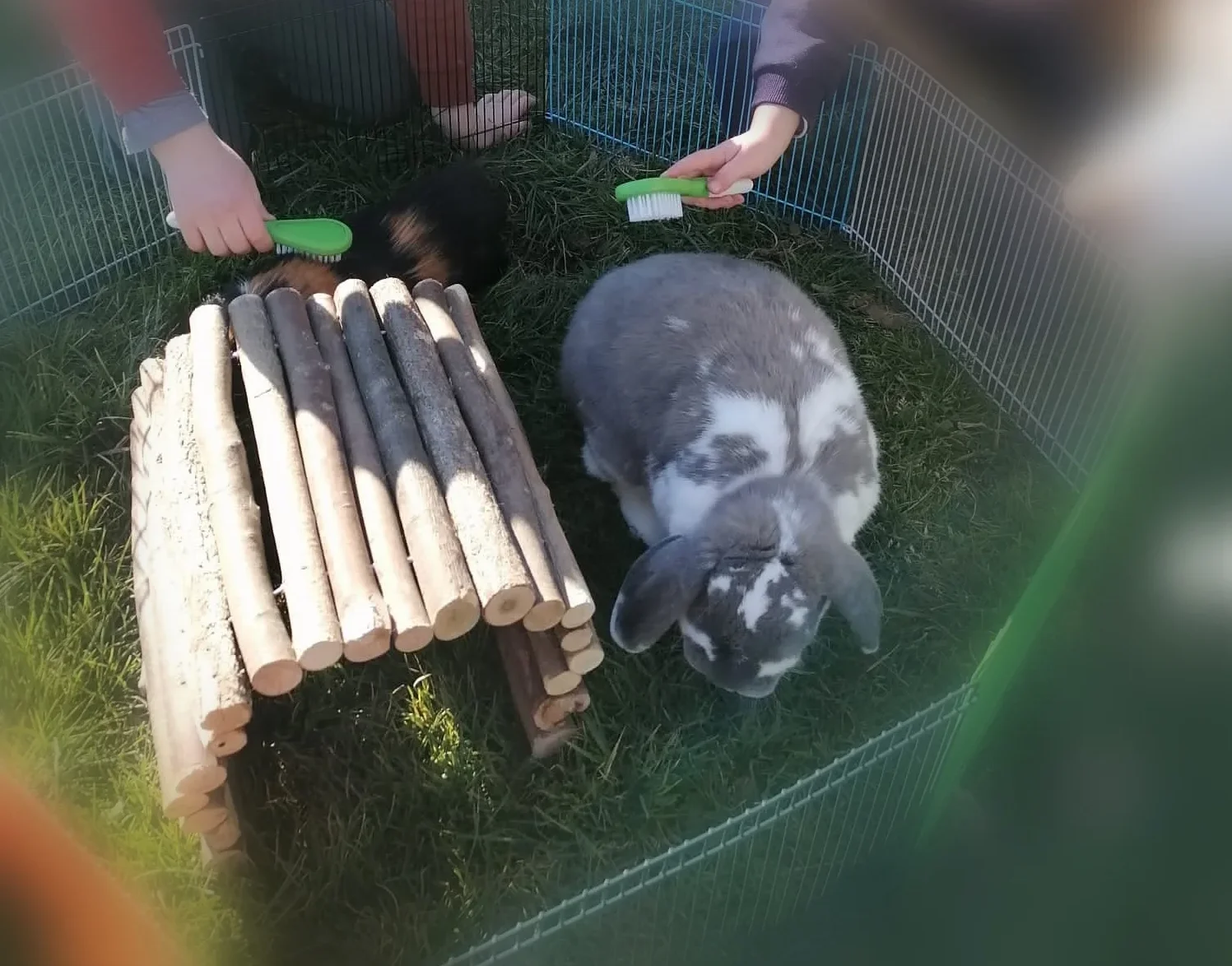 Lapin gris et blanc dans un enclos extérieur avec un tunnel en bois, brossé par deux personnes